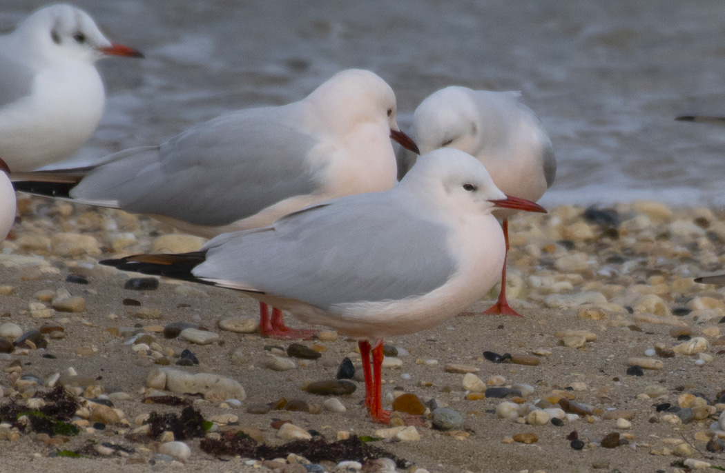 Slender-billed Gull