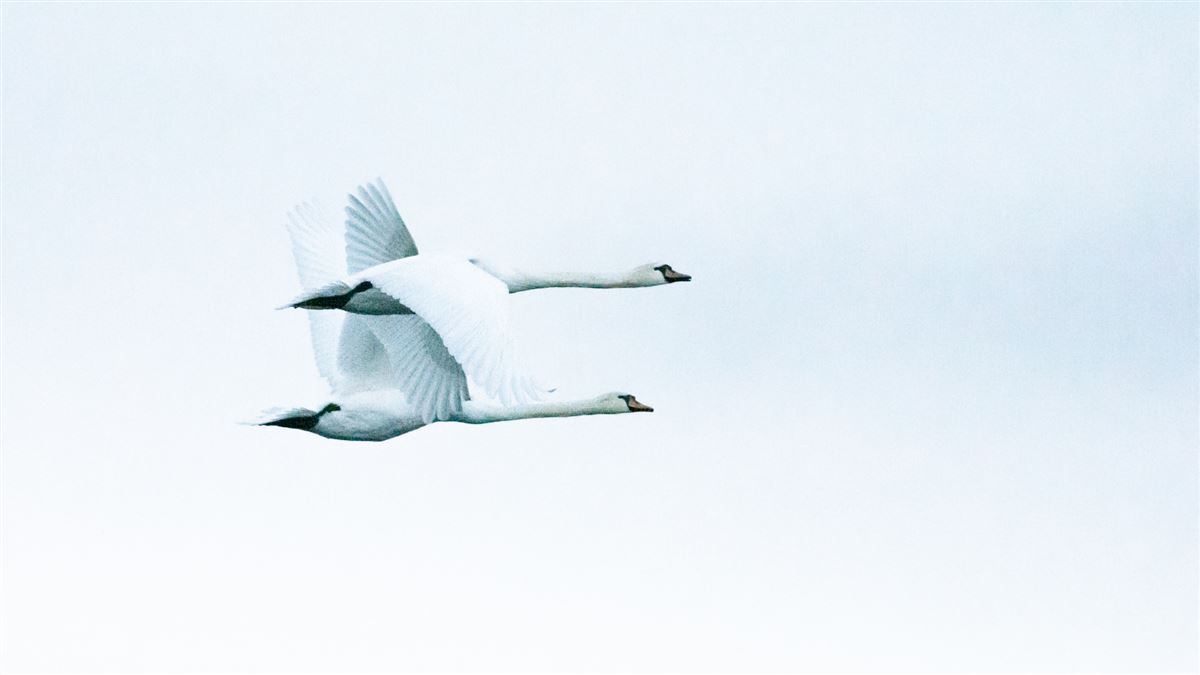 Mute Swan