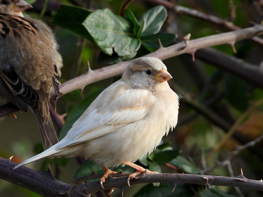 Eurasian Tree Sparrow