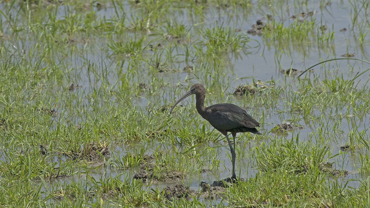 Glossy Ibis