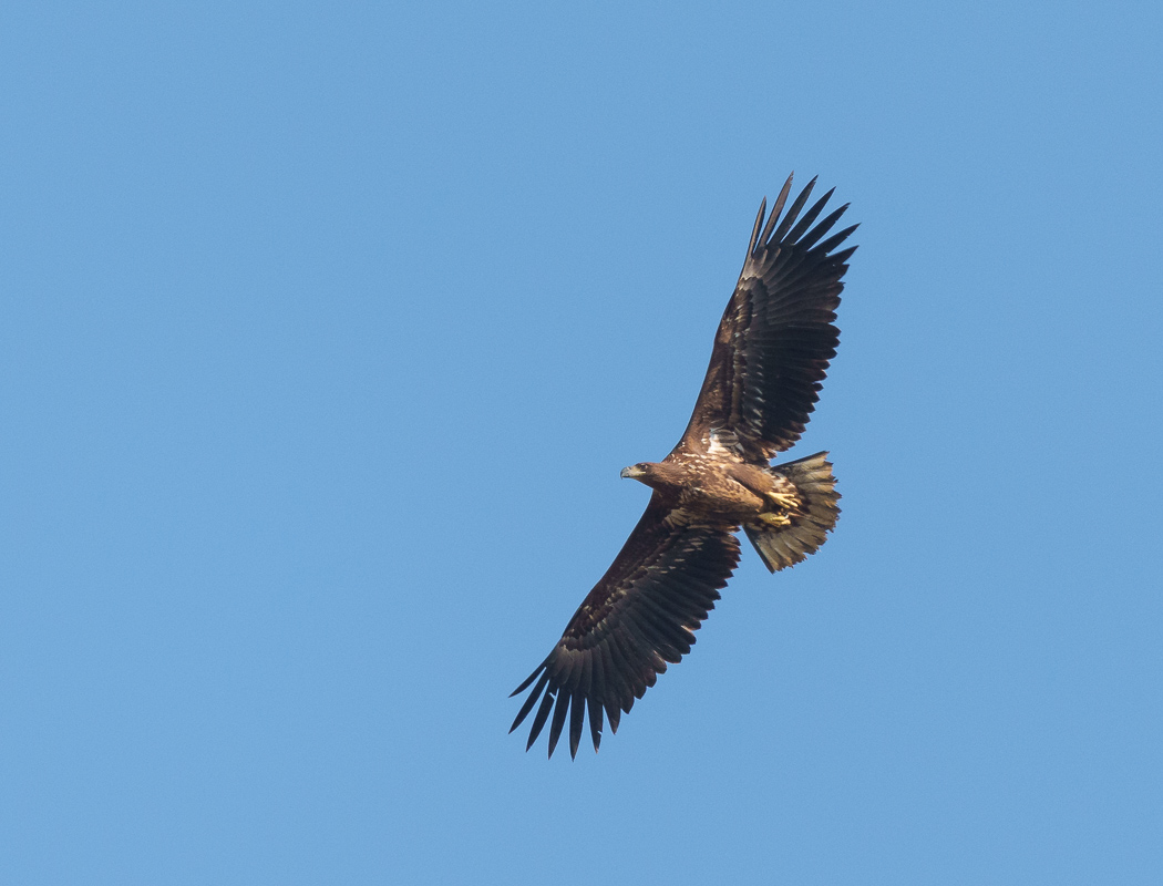 White-tailed Eagle