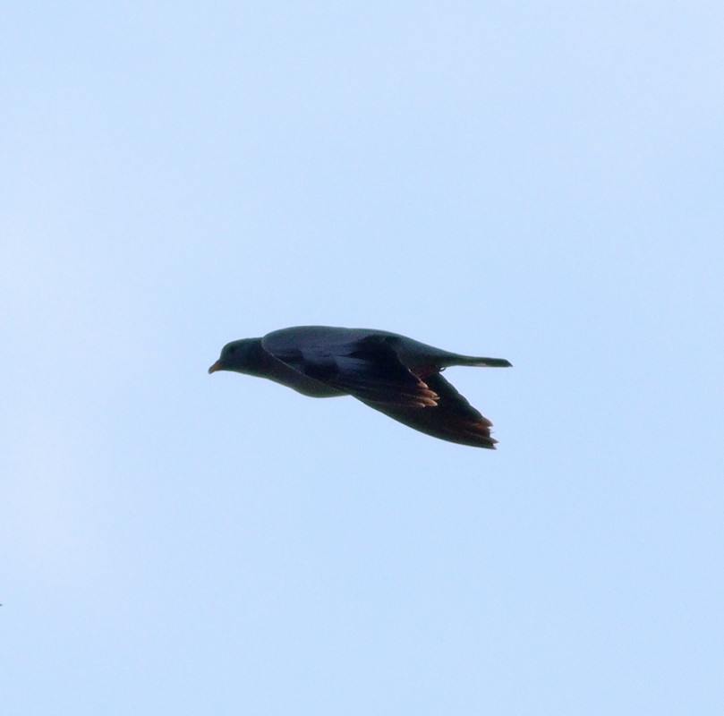 Stock Dove
