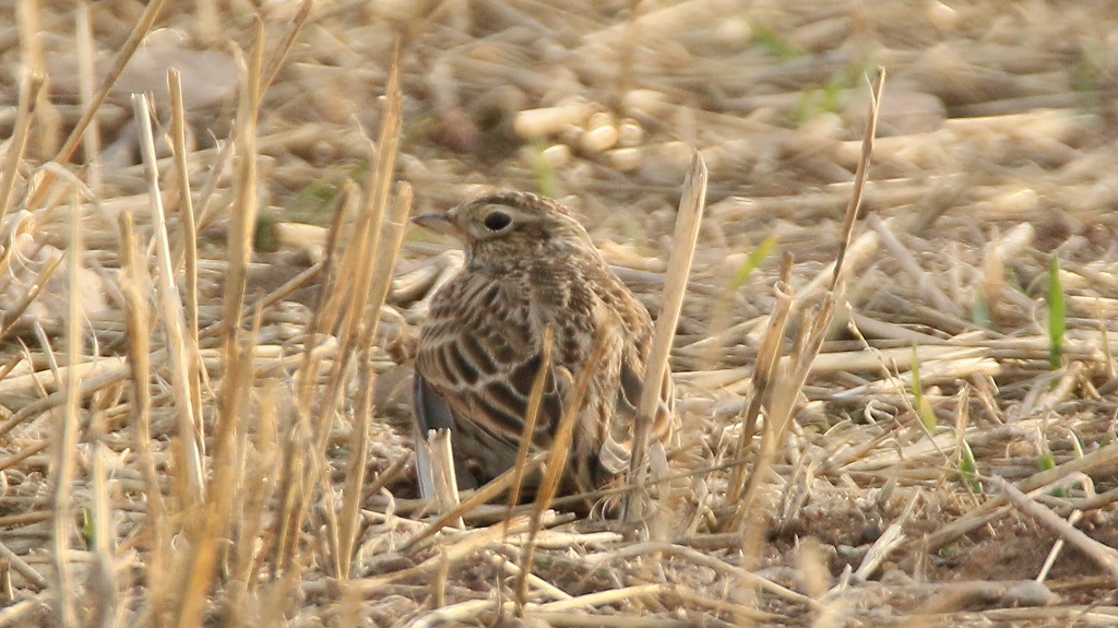 Eurasian Skylark
