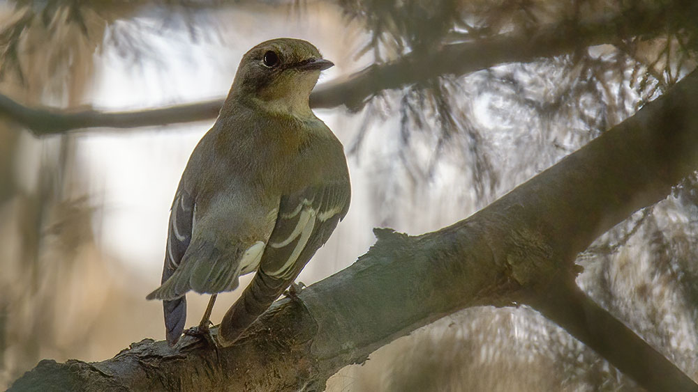 European Pied Flycatcher