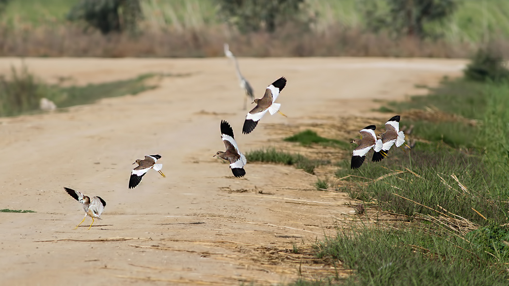 White-tailed Lapwing
