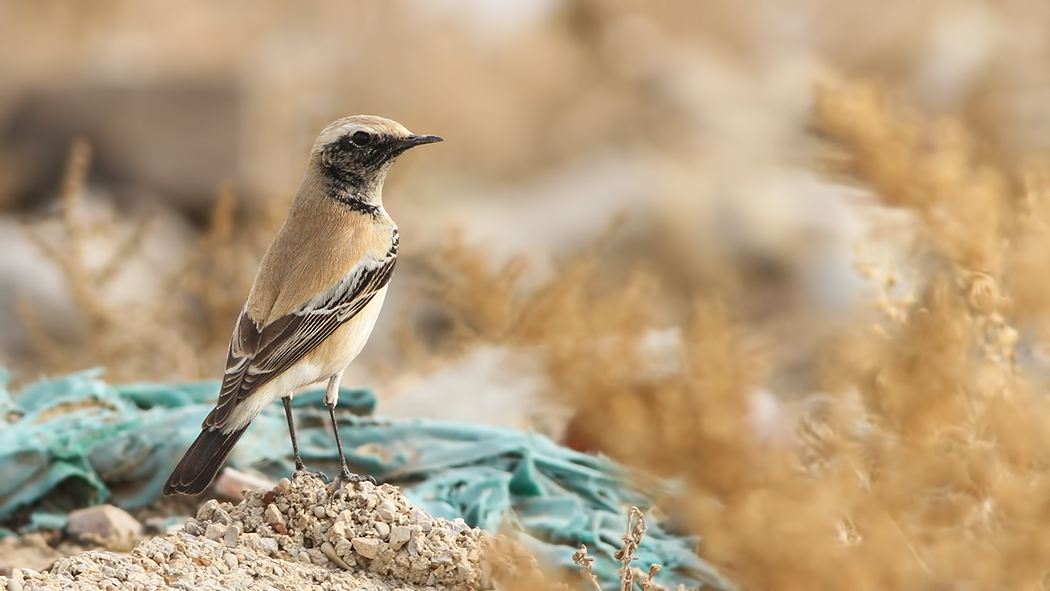 Desert Wheatear