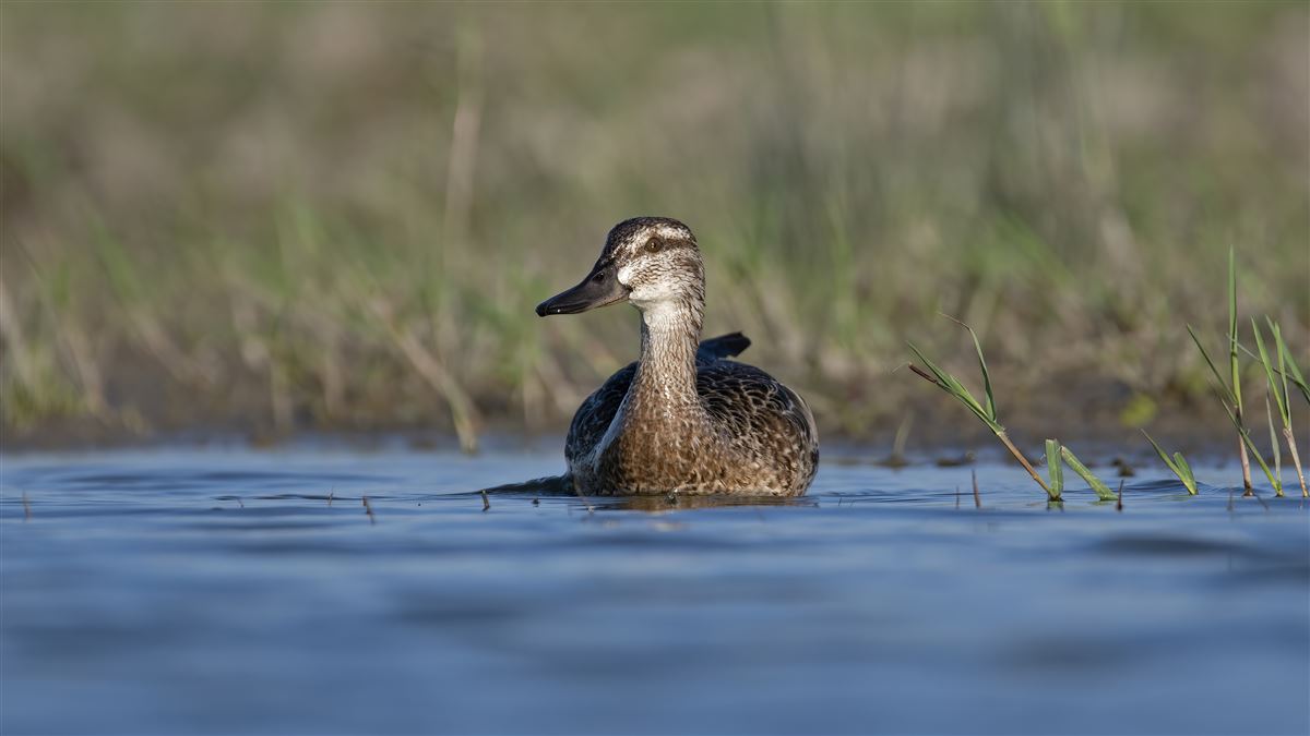 Garganey