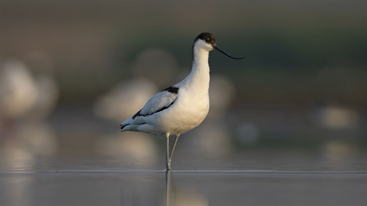 Pied Avocet