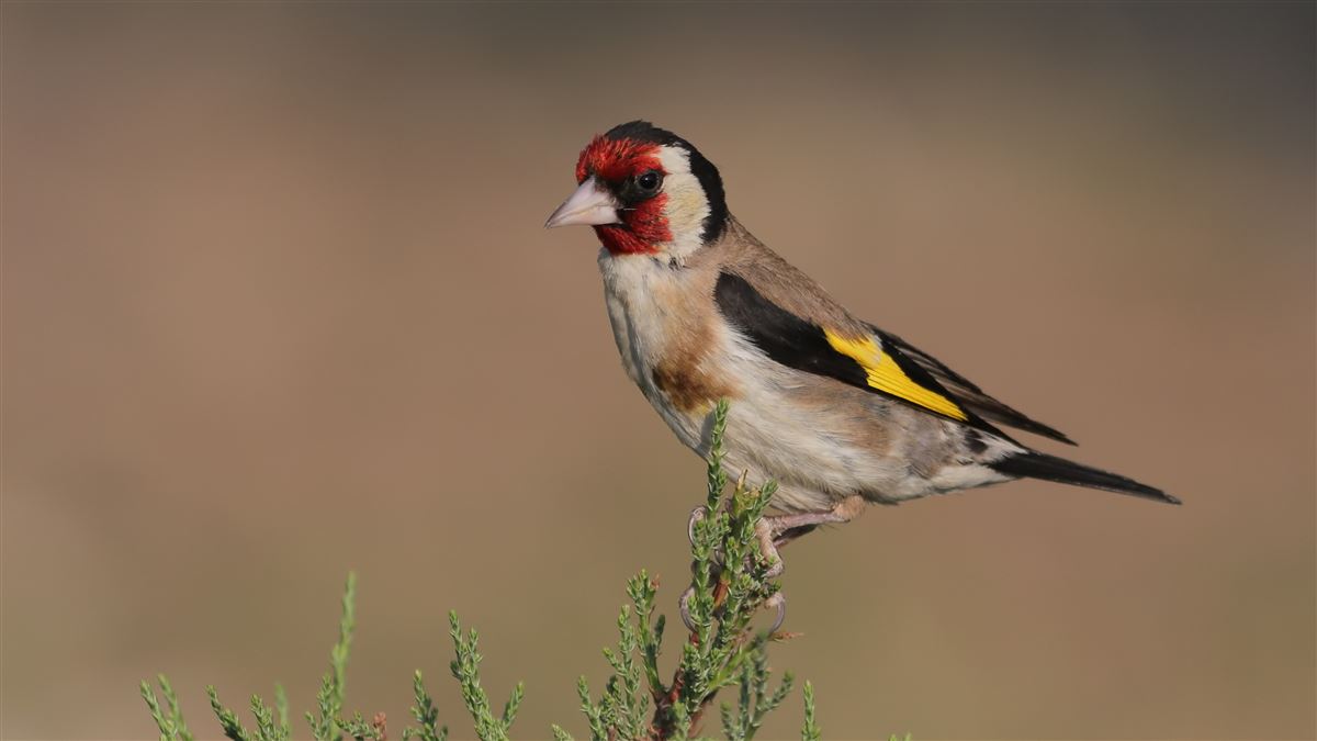 European Goldfinch