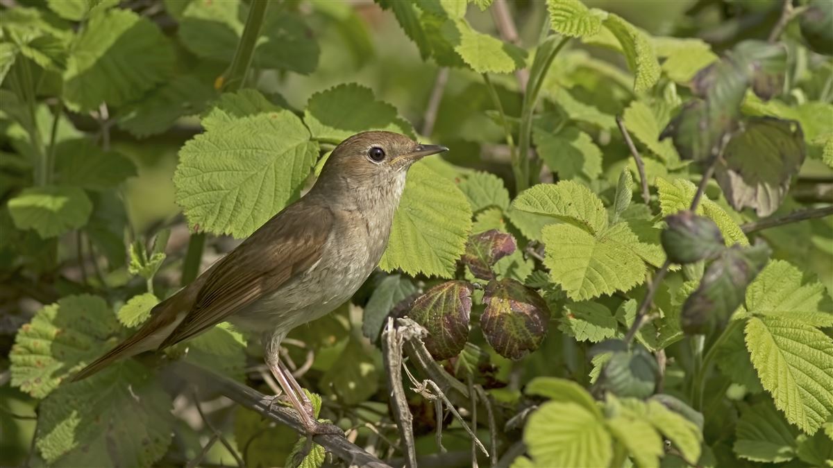 Common Nightingale