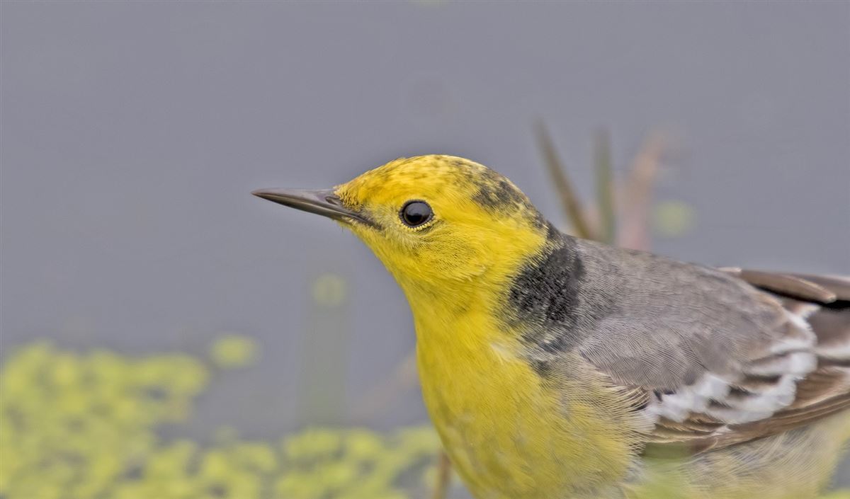 Citrine Wagtail