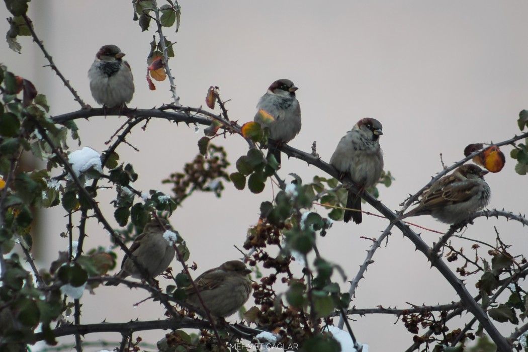 House Sparrow