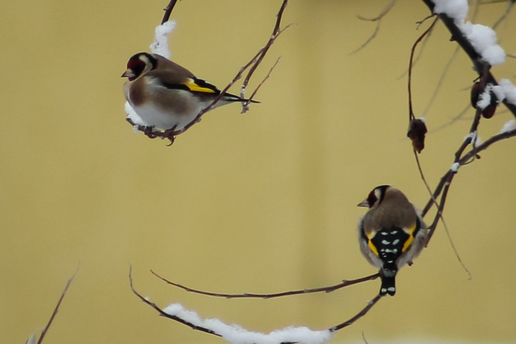 European Goldfinch