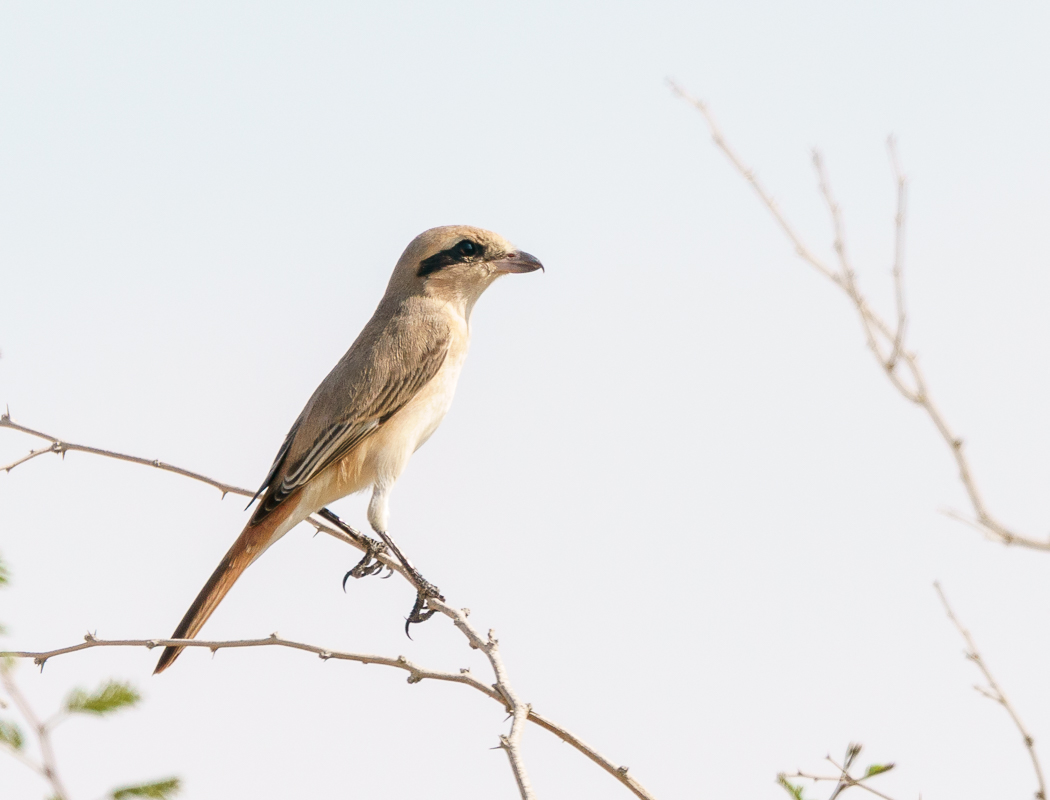 Isabelline Shrike