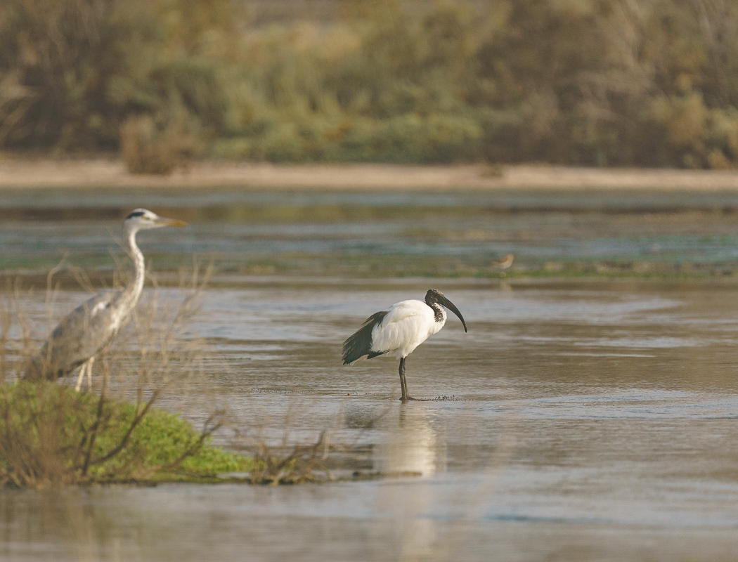 African Sacred Ibis
