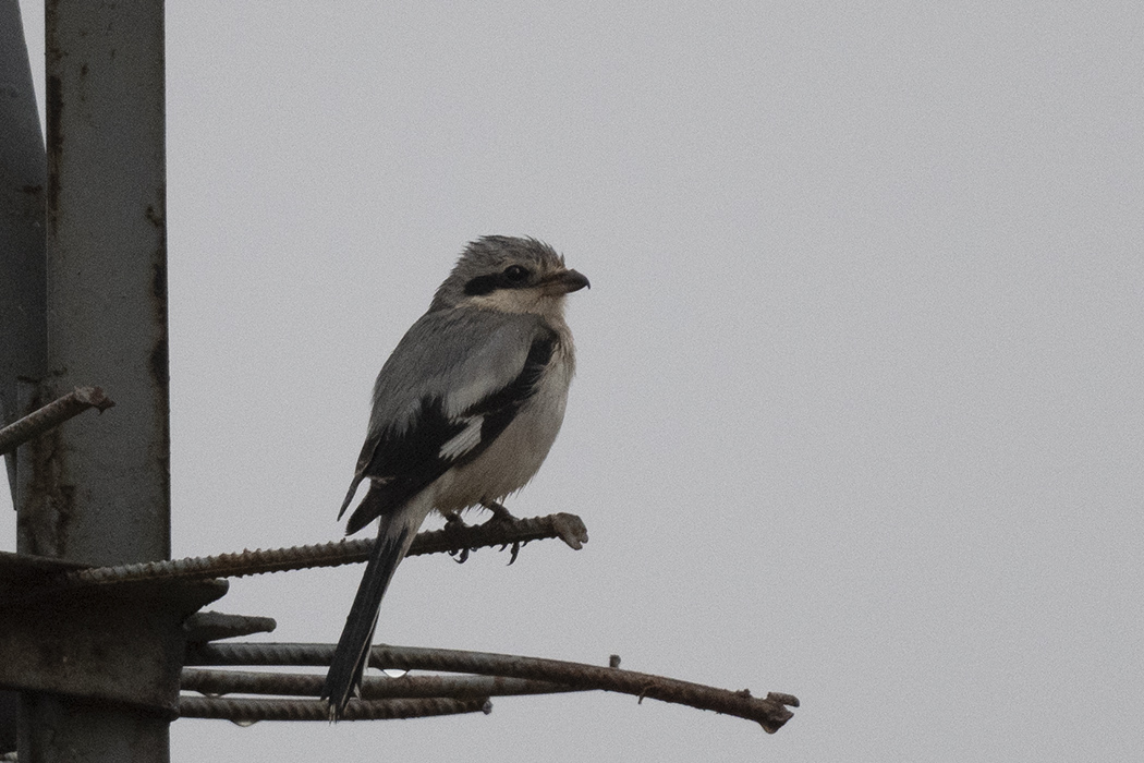 Great Grey Shrike