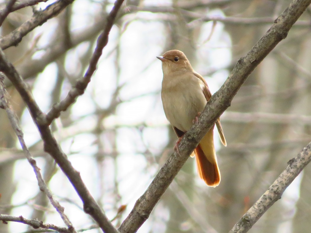 Common Nightingale