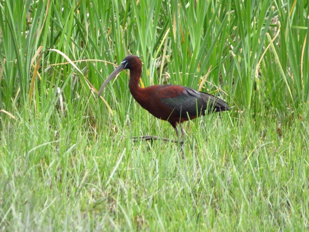 Glossy Ibis