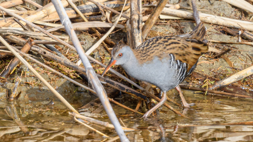 Water Rail
