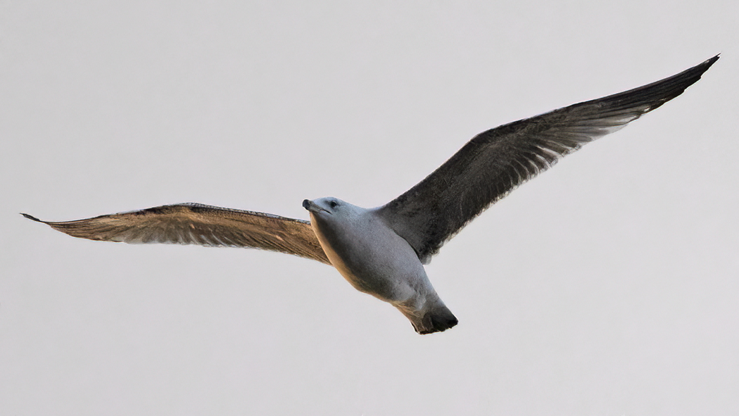Common Gull