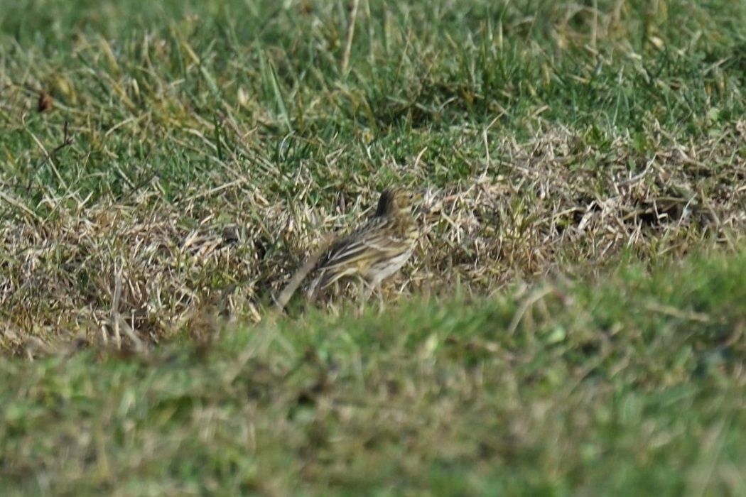 Meadow Pipit
