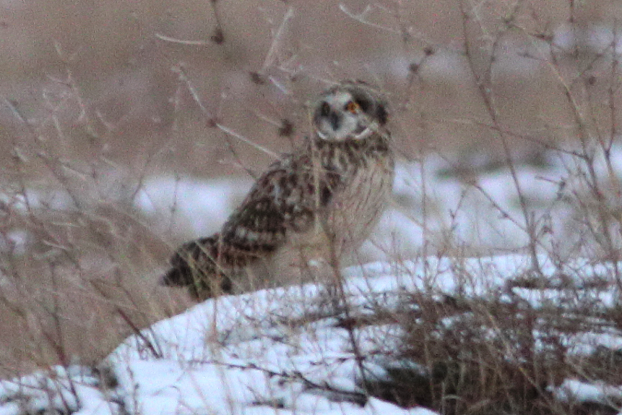 Short-eared Owl