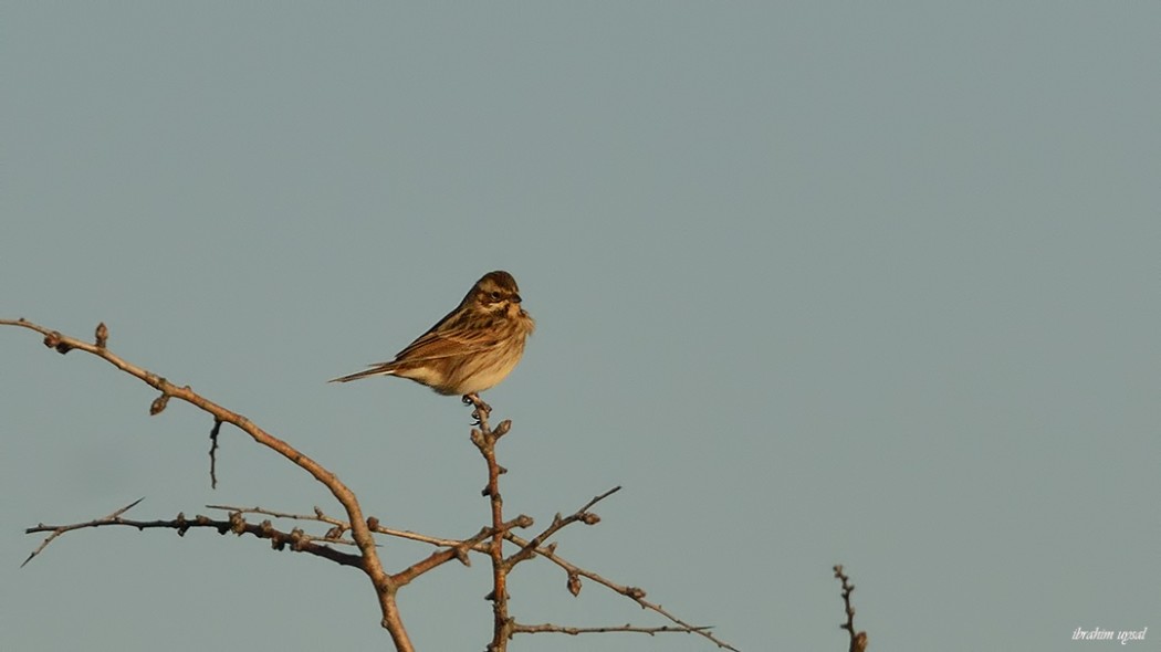 Common Reed Bunting