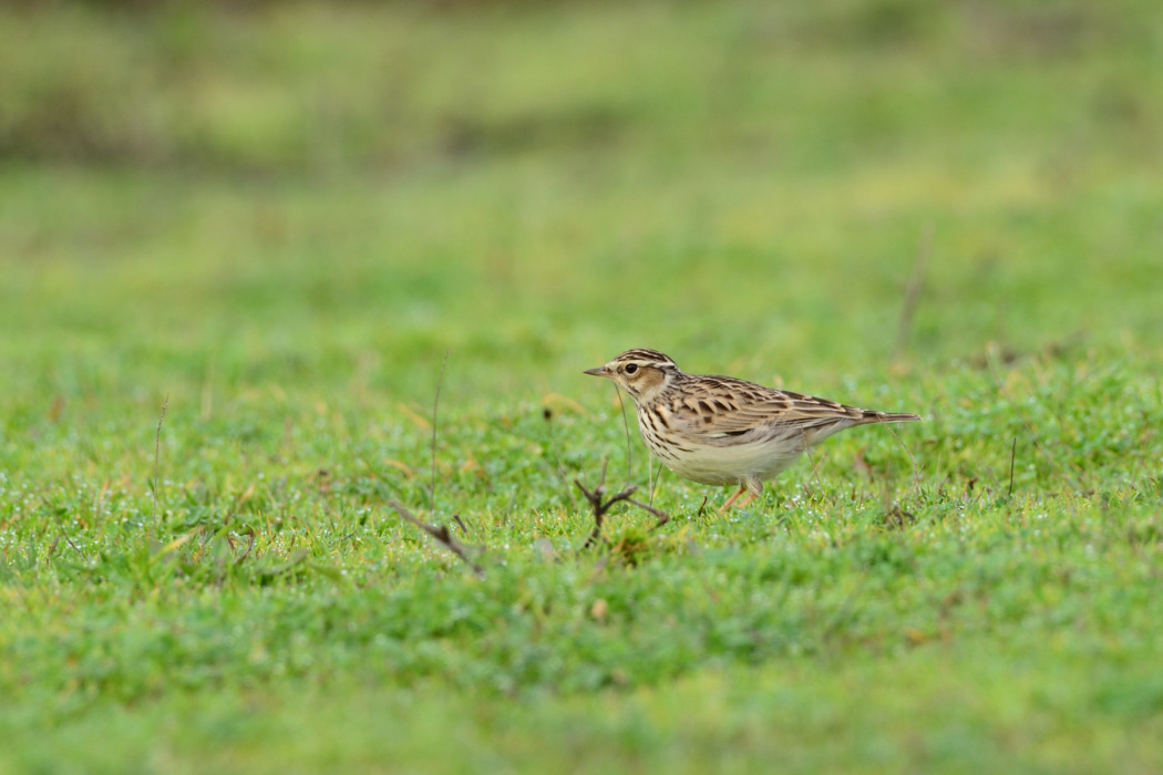 Woodlark