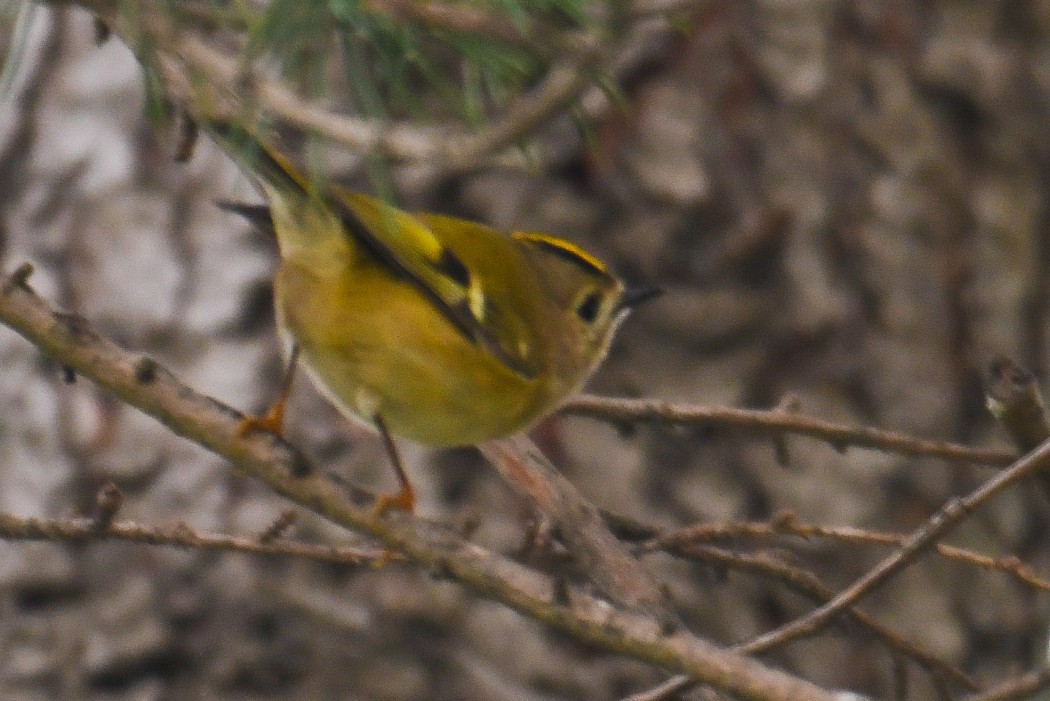 Goldcrest