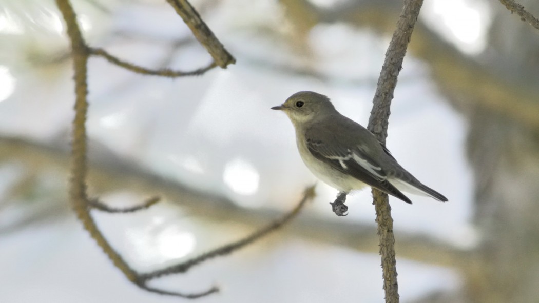 Semicollared Flycatcher