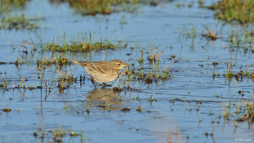Water Pipit