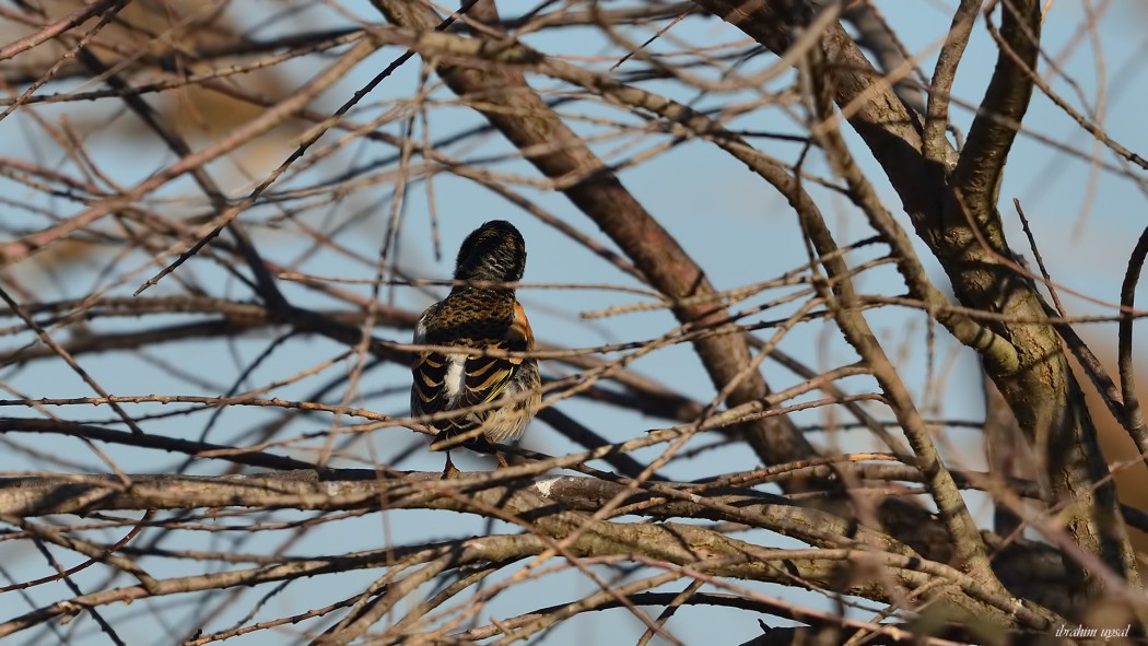 Brambling