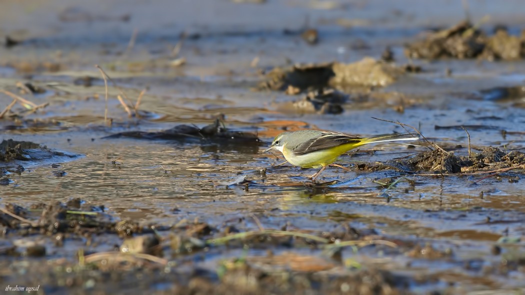 Grey Wagtail