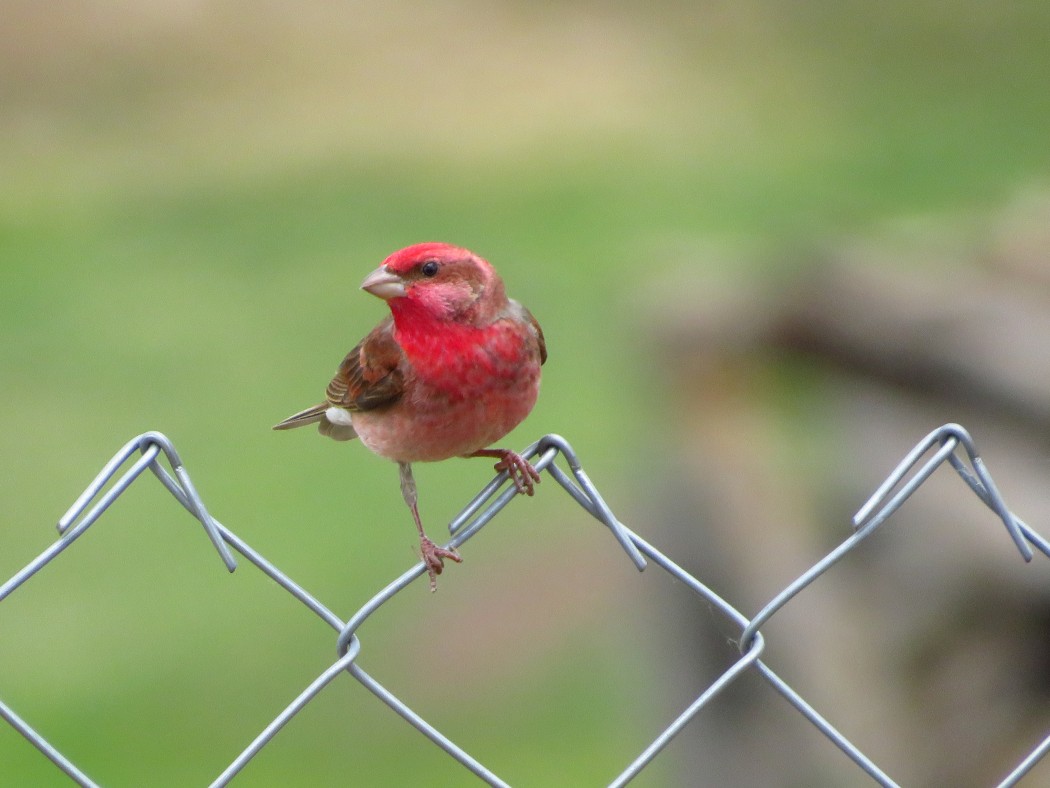 Common Rosefinch
