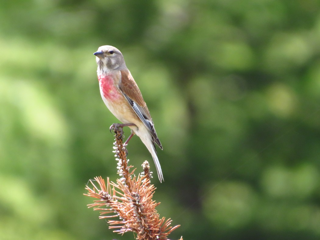 Common Linnet