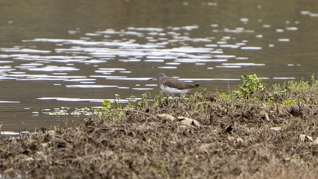 Green Sandpiper