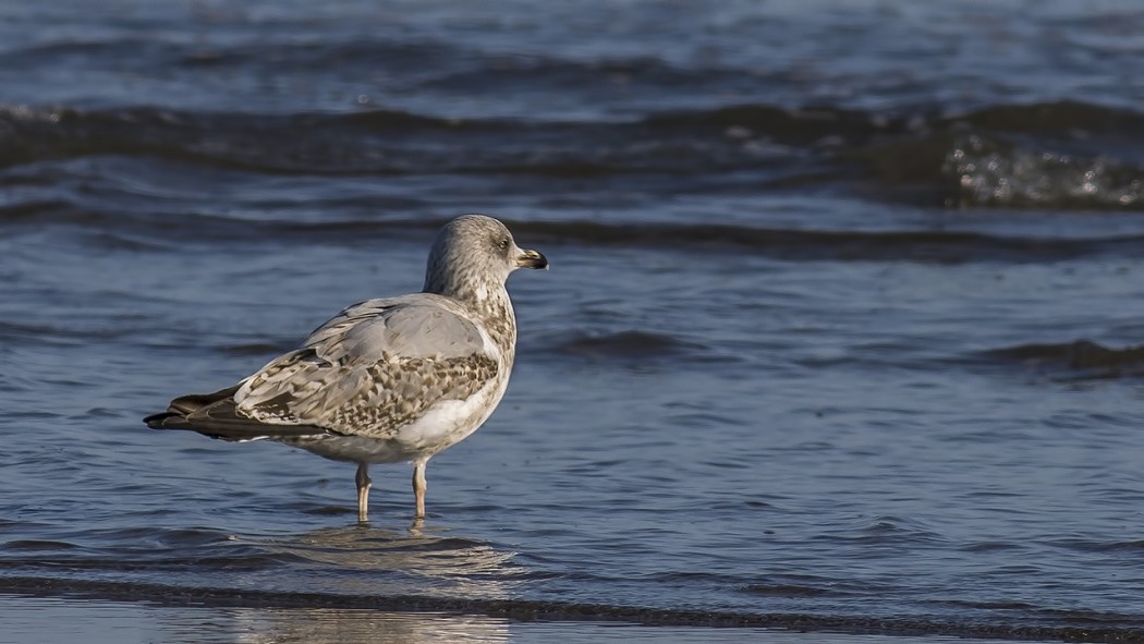 European Herring Gull
