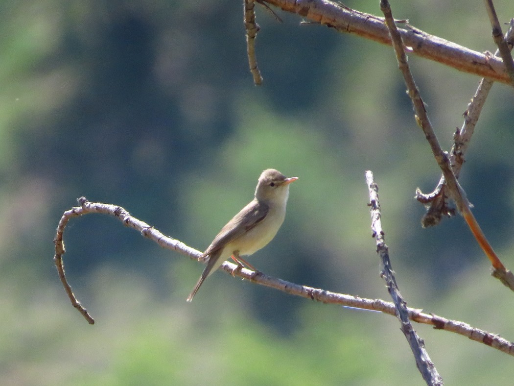 Eastern Olivaceous Warbler