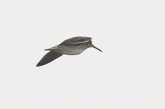 Jack Snipe