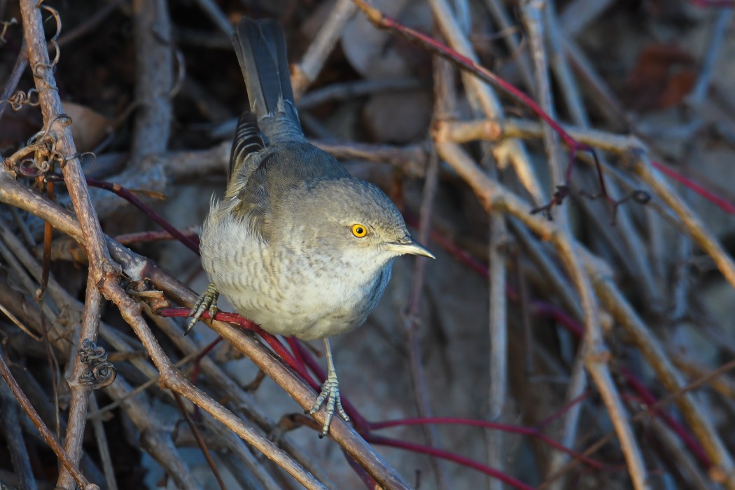 Barred Warbler