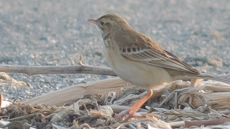 Blyth`s Pipit