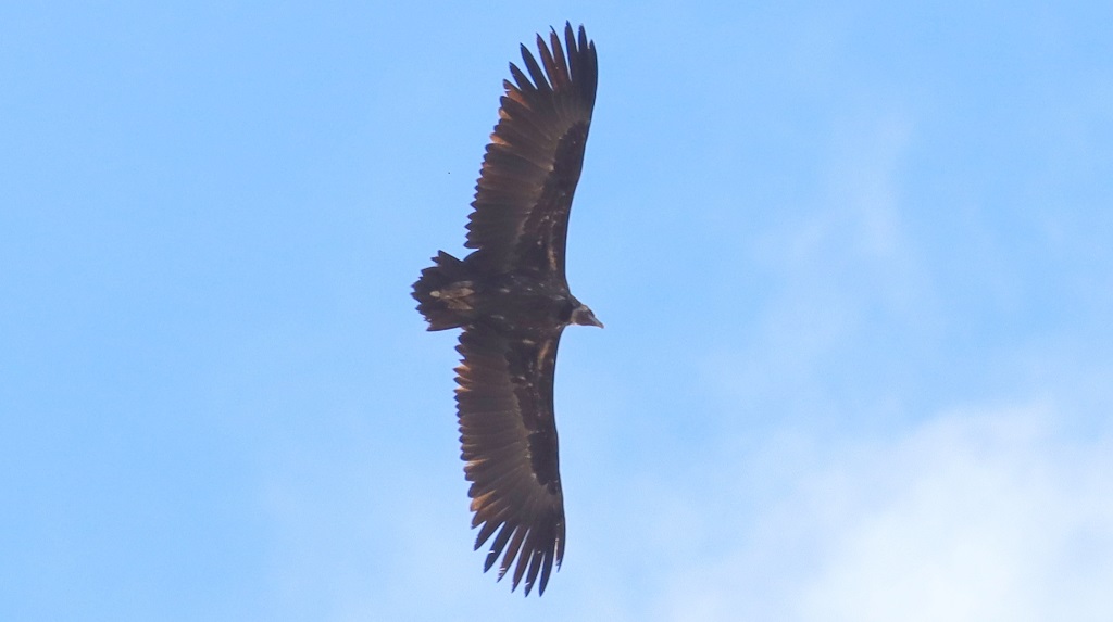 Cinereous Vulture