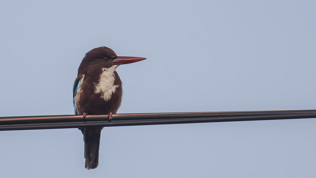 White-throated Kingfisher