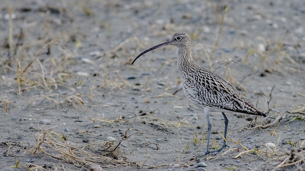 Eurasian Curlew