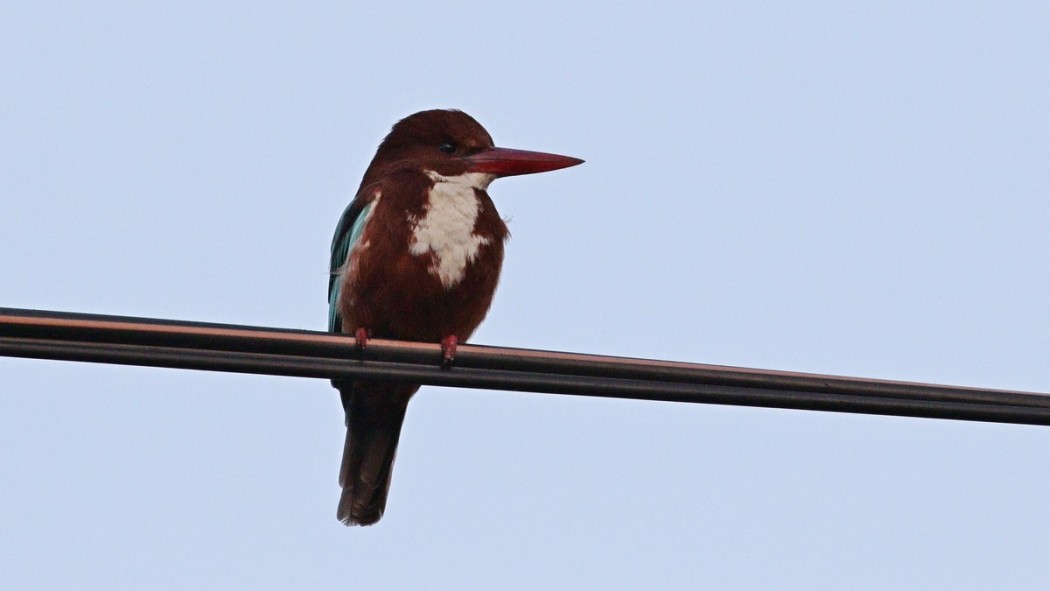 White-throated Kingfisher