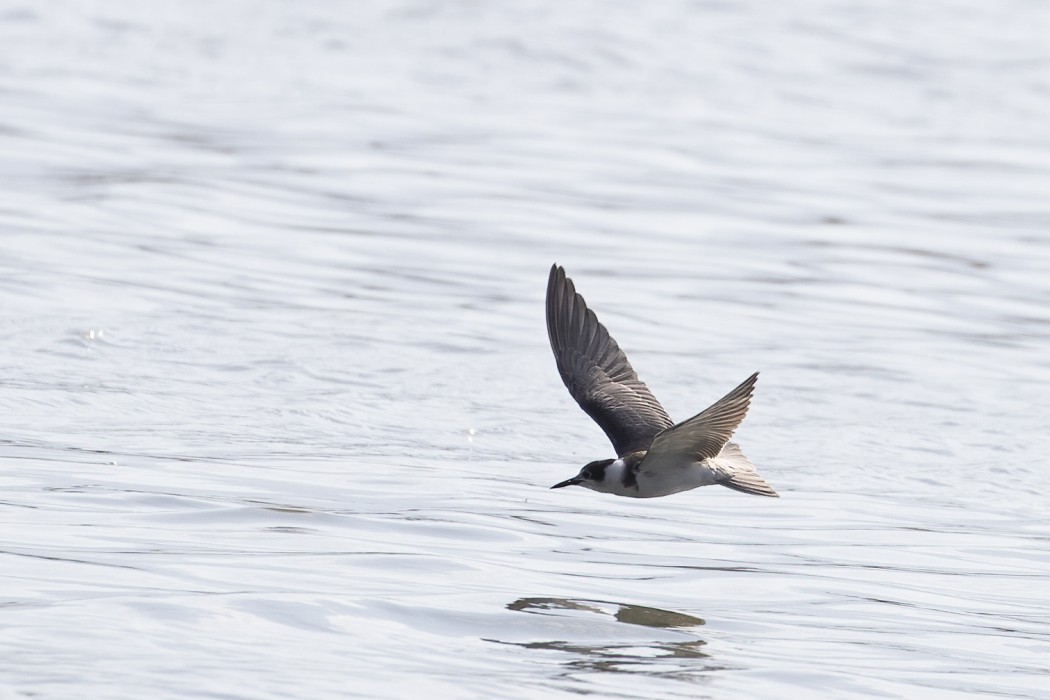 Black Tern