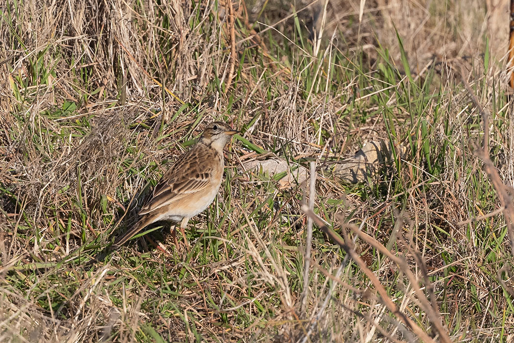 Richard`s Pipit