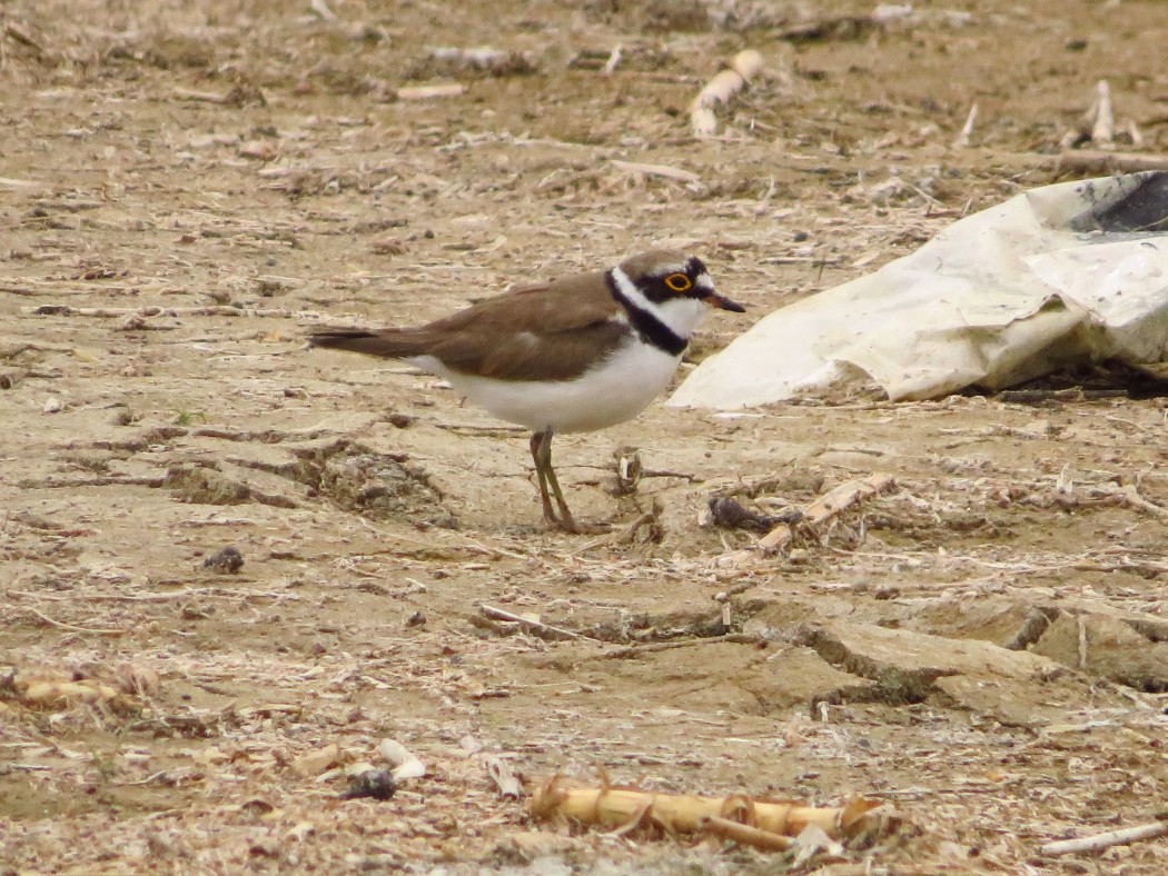 Little Ringed Plover