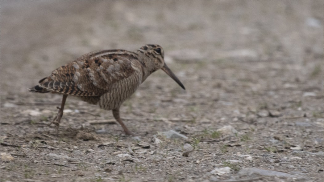 Eurasian Woodcock
