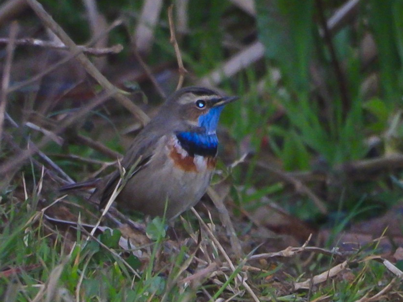 Bluethroat